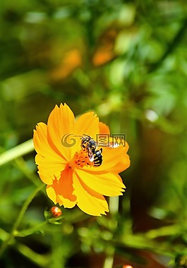 花,蜜蜂,昆蟲