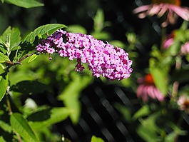 夏季紫丁香,夏季,性質(zhì)