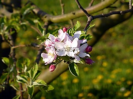 開花,蘋果樹開花,春天