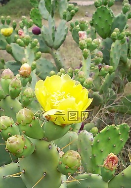 仙人掌,花,廠