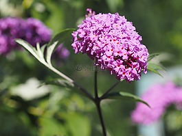 夏季紫丁香,夏季,性質(zhì)