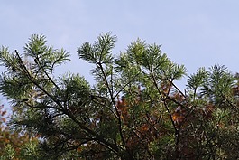 樹木,秋季,黃色