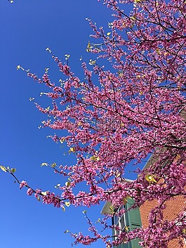 天空,蓝色,粉红色