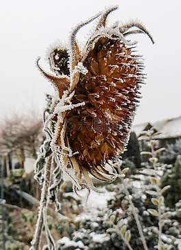 太陽(yáng)花,凍結(jié),冬天