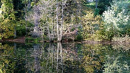 秋季,森林,waldsee