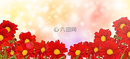 花瑪格麗特,自然,植物區(qū)系