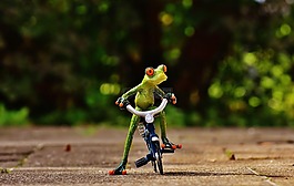 青蛙,自行車,滑稽