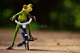 青蛙,自行車,滑稽