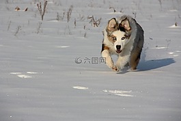 在雪中,狗,冬天