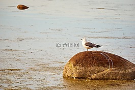 愛沙尼亞,波羅的海,海鷗