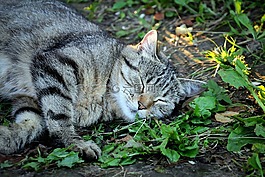 housecat,寵物,夢想