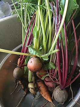 花園,蔬菜,新鮮
