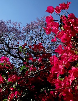 bougainvillia,粉红色,深