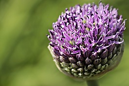 观赏葱,大蒜,花