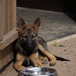 小狗,狗,犬舍