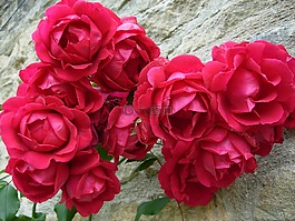 玫瑰,紅色,花