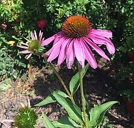 鮮花,自然,松果菊