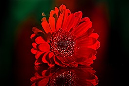 非洲菊,schnittblume,花