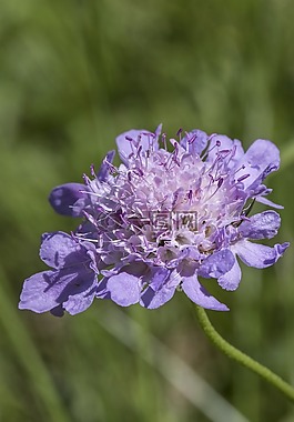 花,開花,性質