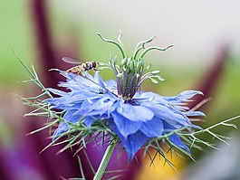 矢車菊,hoverfly,宏