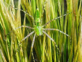 綠色猞猁蜘蛛,peucetia 甲型溶血性,蜘蛛