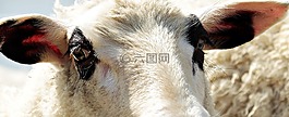 羊,牲畜,動(dòng)物