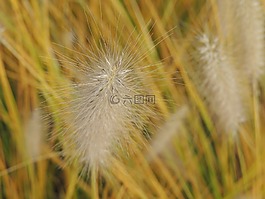 草,线程,halme
