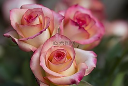 玫瑰,花卉,關(guān)閉