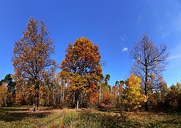秋季,森林空地,林間空地