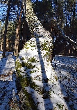 树,树树枝,苔藓