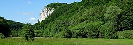 樹,巖,波蘭