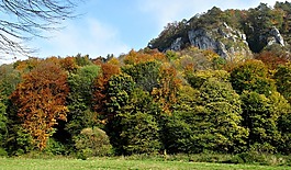 波蘭,巖,樹