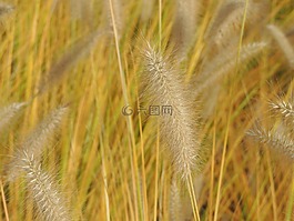 草,线程,halme