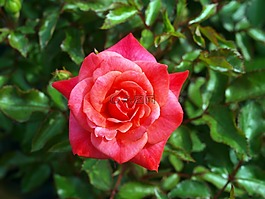花,玫瑰,植物區(qū)系