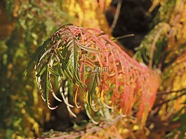 葉子,紅色,秋季