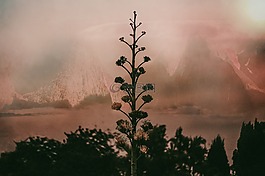 樹,植物,花