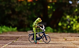 青蛙,自行車,滑稽