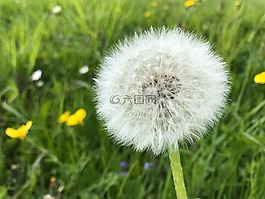 草地,蒲公英,指出花