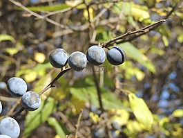 漿果,水果,秋季