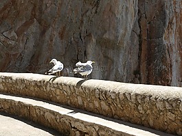 海鷗,巖,鳥
