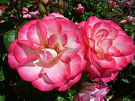 玫瑰,植物區(qū)系,花