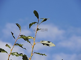 科,葉子,天空