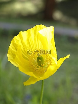 罌粟,黃色,開花