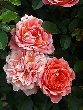 玫瑰,花,花瓣