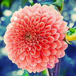 嬌琴紗,花,廠