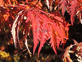葉子,紅色,秋季
