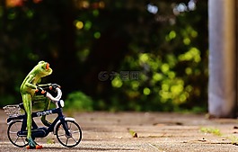 青蛙,自行車,滑稽