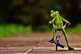 青蛙,自行車,滑稽