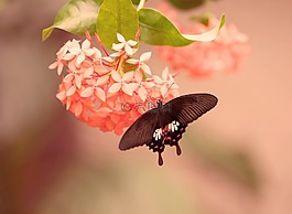 蝴蝶,花,昆蟲