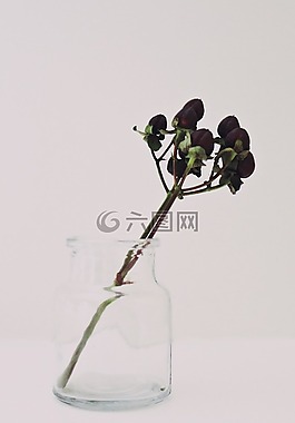 玻璃,瓶,軟木